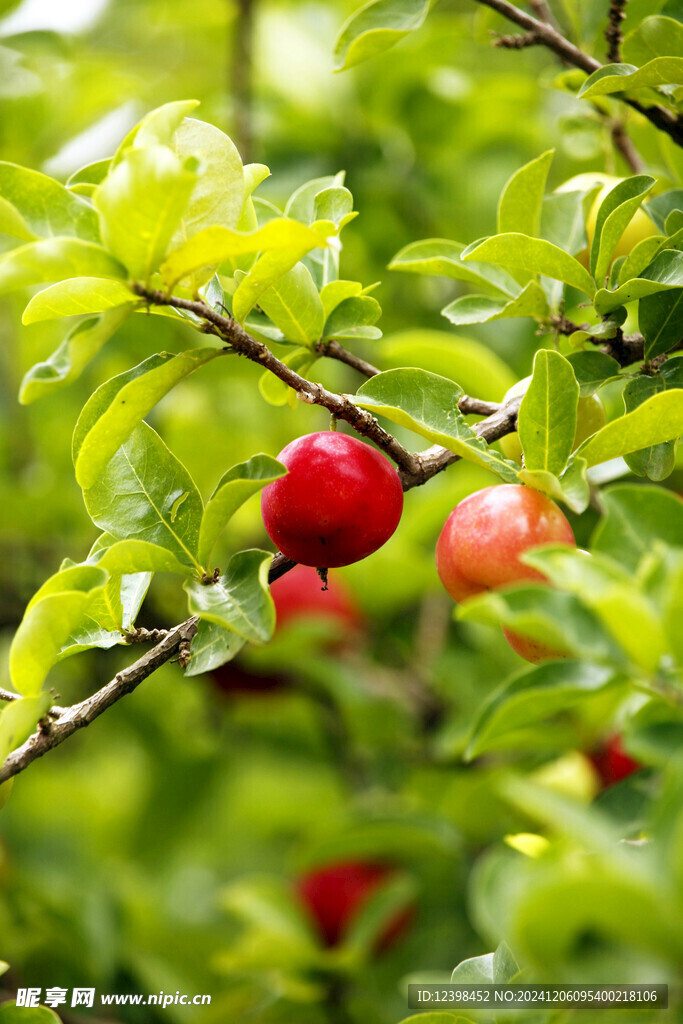 樱桃