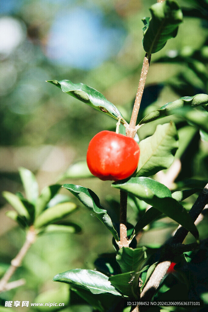 樱桃