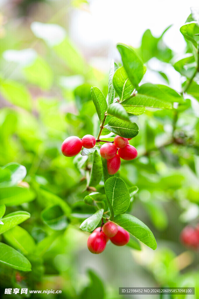樱桃