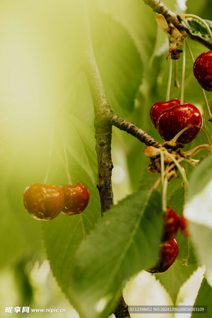 樱桃