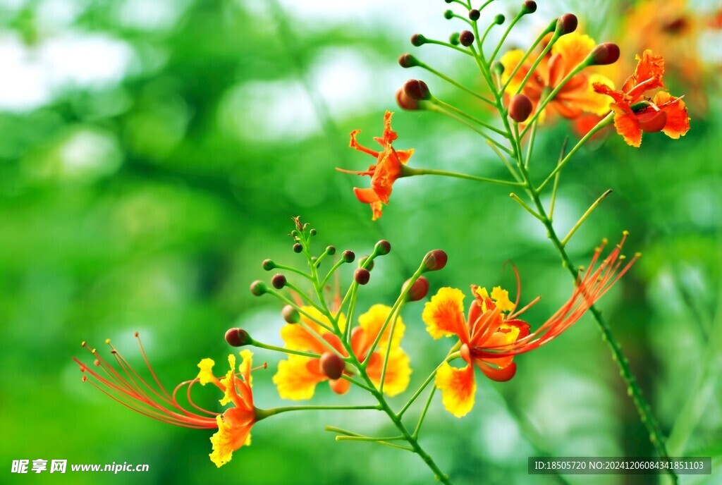 孔雀花