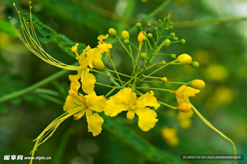 孔雀花