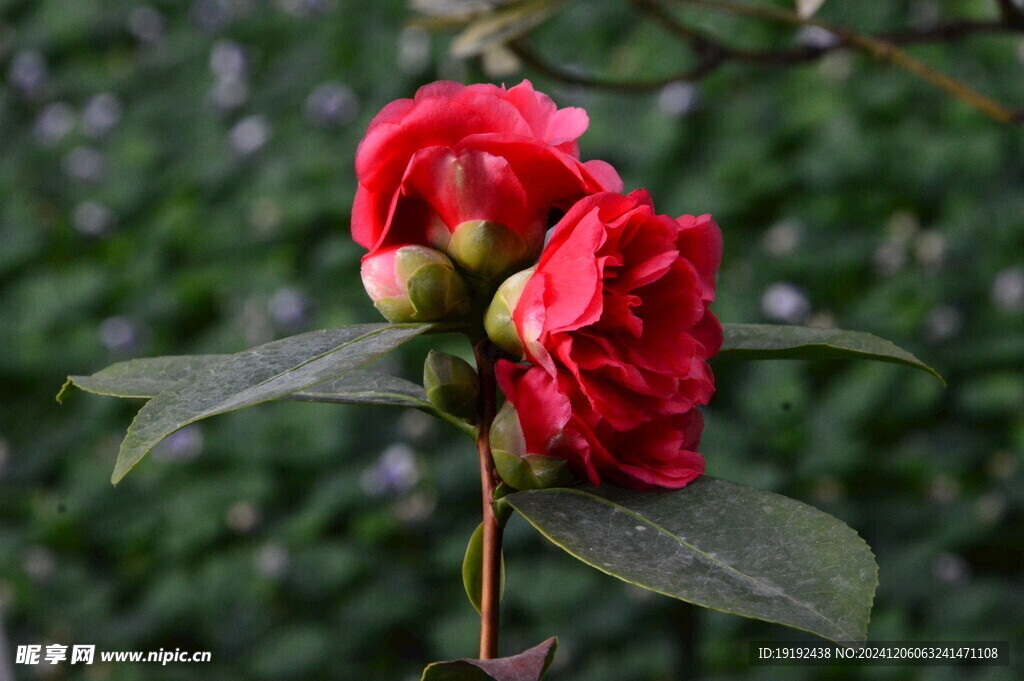 山茶花  