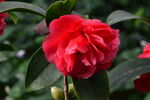 山茶花  