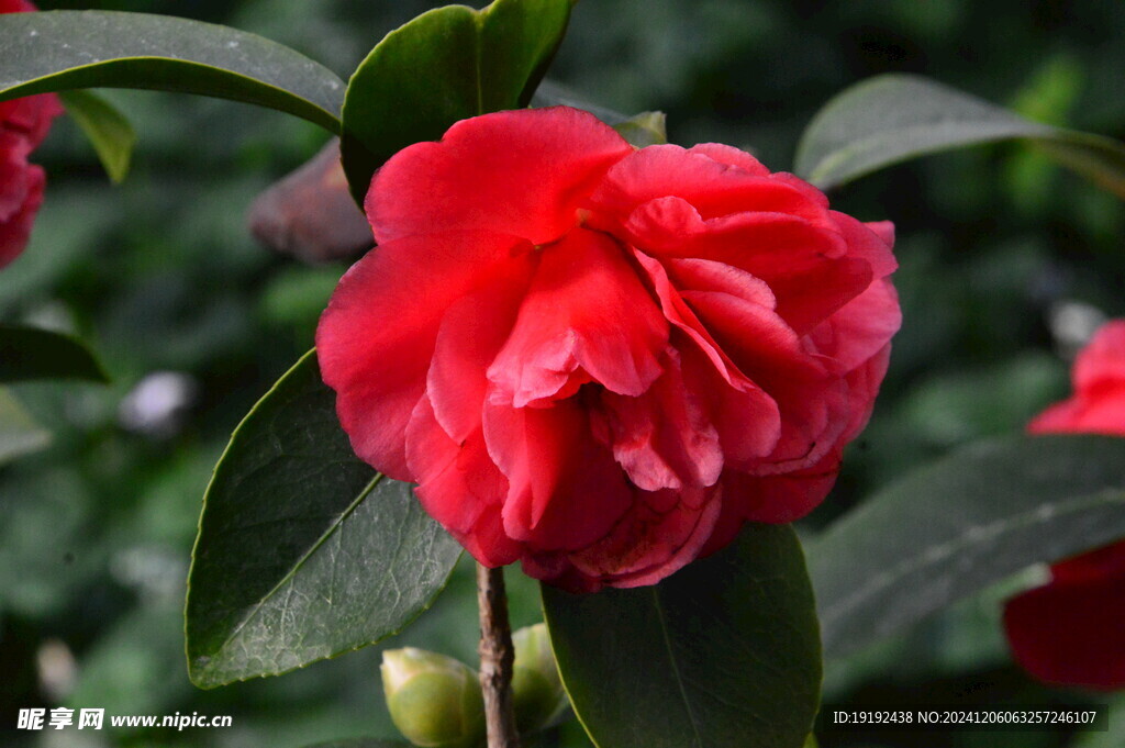 山茶花  