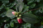 山茶花 