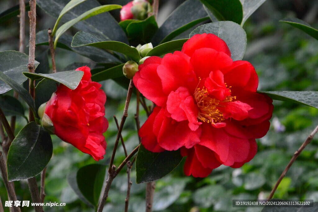 山茶花  