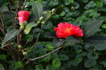 山茶花  