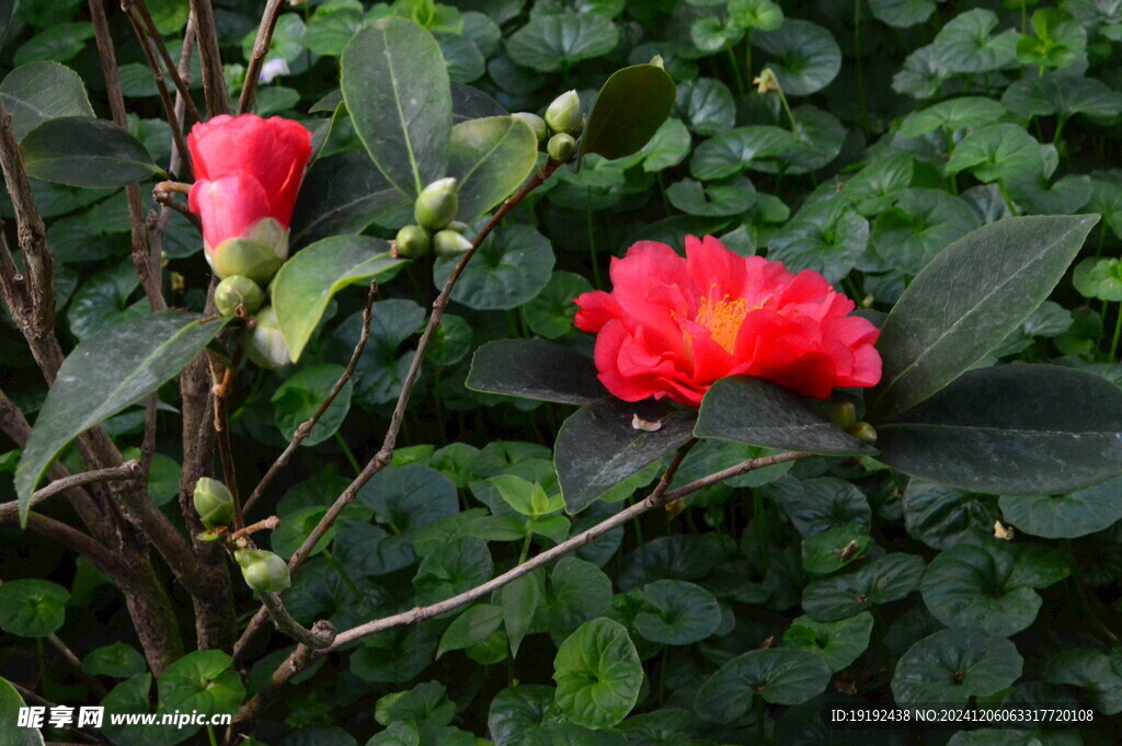 山茶花  