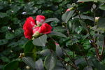 山茶花 