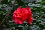 山茶花  