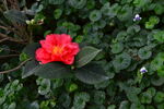 山茶花 