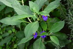 蓝花茄 