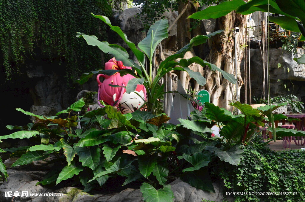 观叶花草 