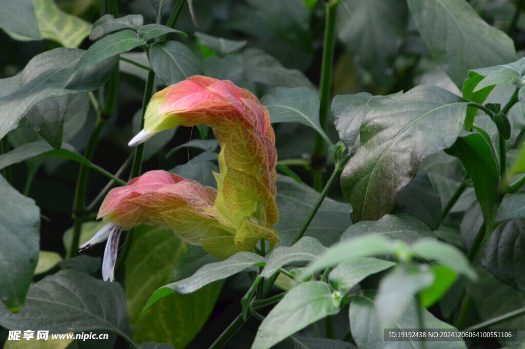 虾衣花 