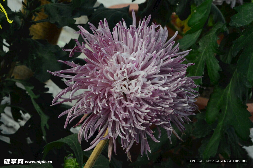 菊花  