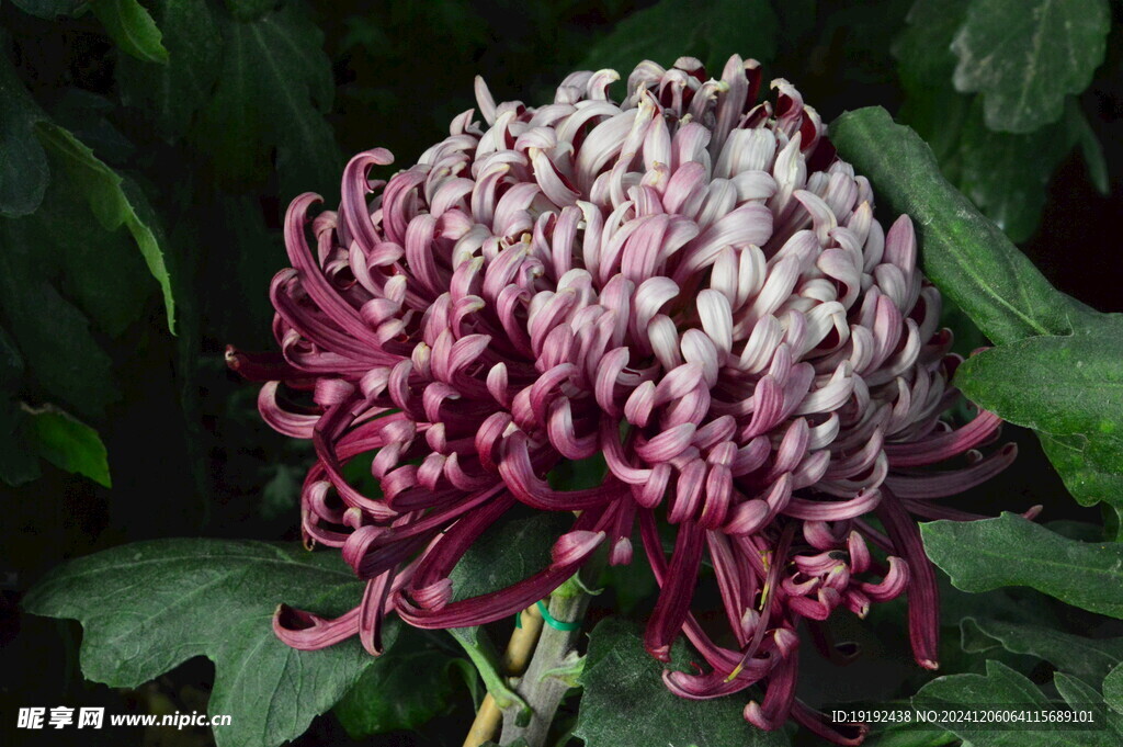 菊花  