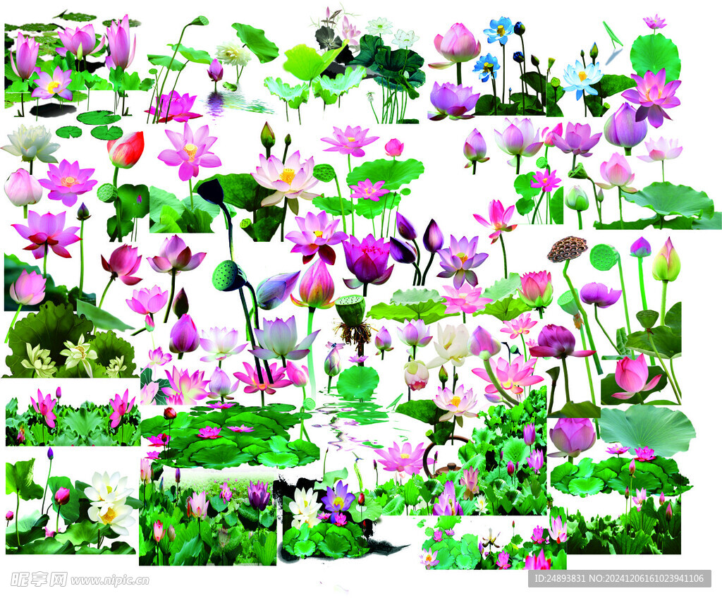 荷花