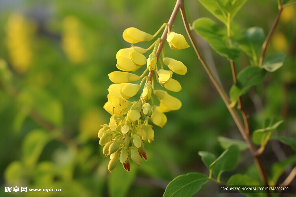 黄芪