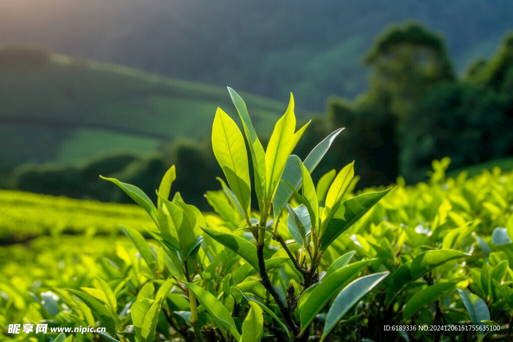 茶叶