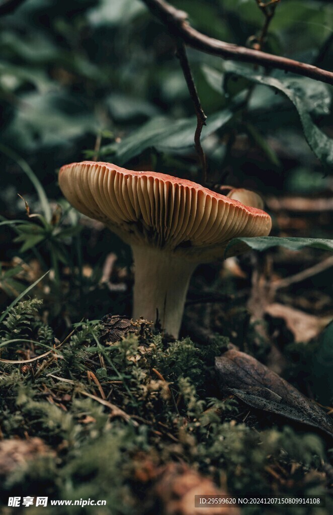 蘑菇  