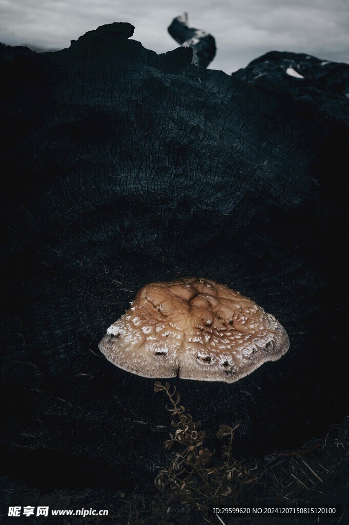 蘑菇 