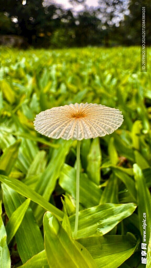 蘑菇  