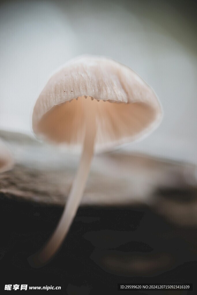蘑菇 