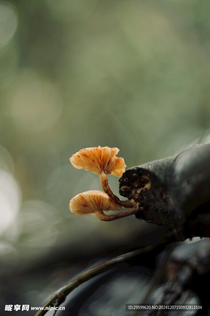 蘑菇  