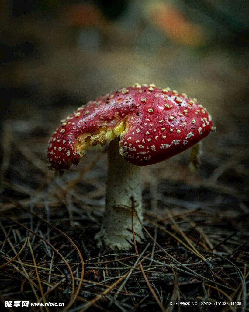 蘑菇 