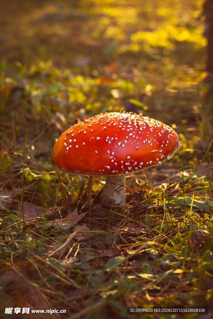 蘑菇 