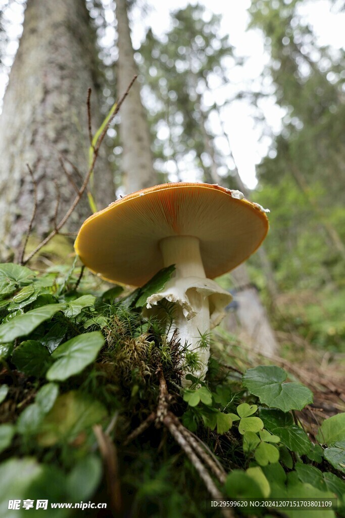 蘑菇  
