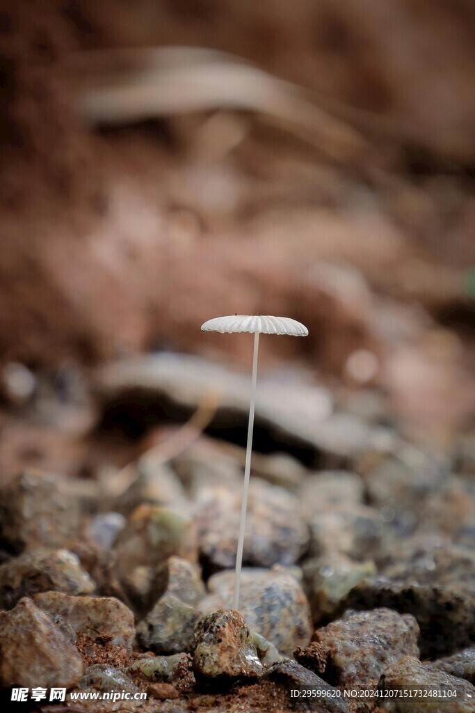 蘑菇  