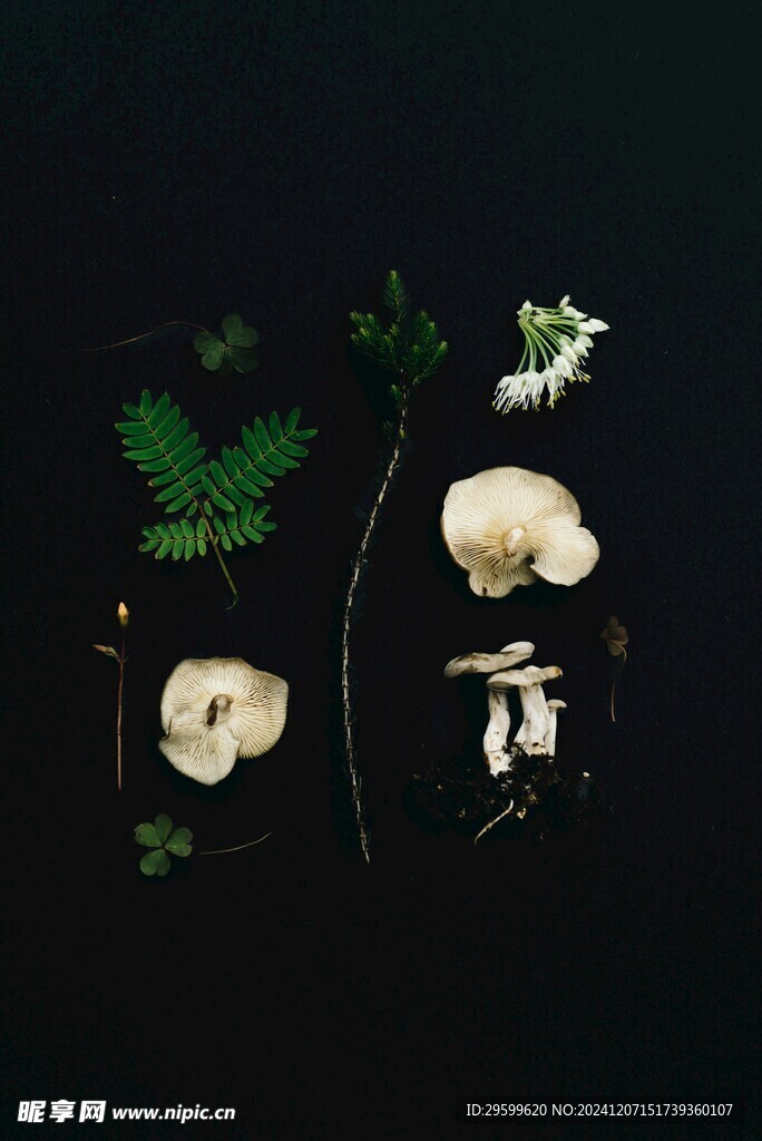 蘑菇  