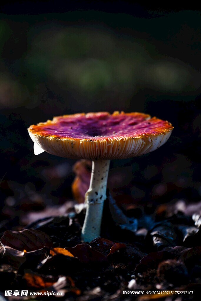 蘑菇 