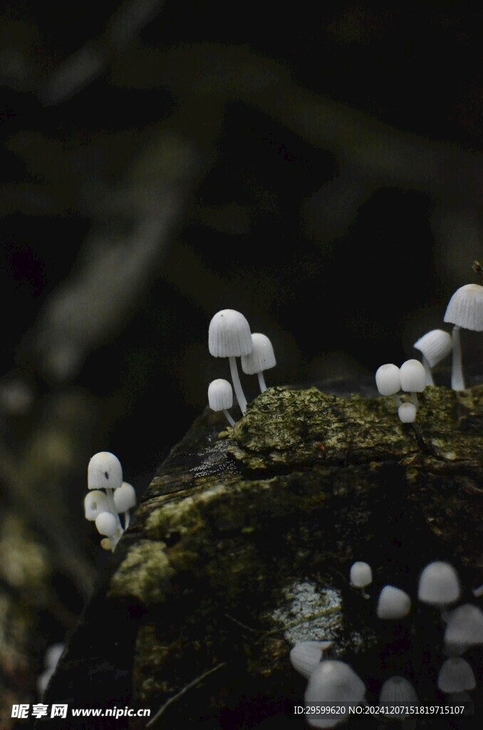 蘑菇 