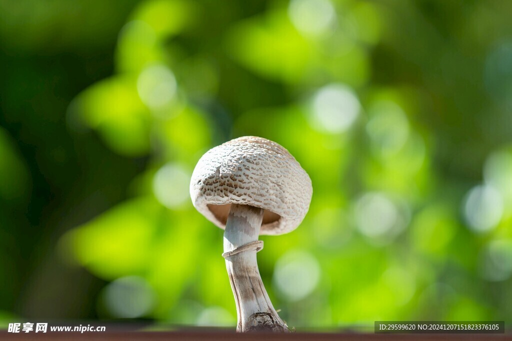 蘑菇  