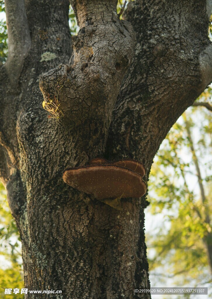 蘑菇  