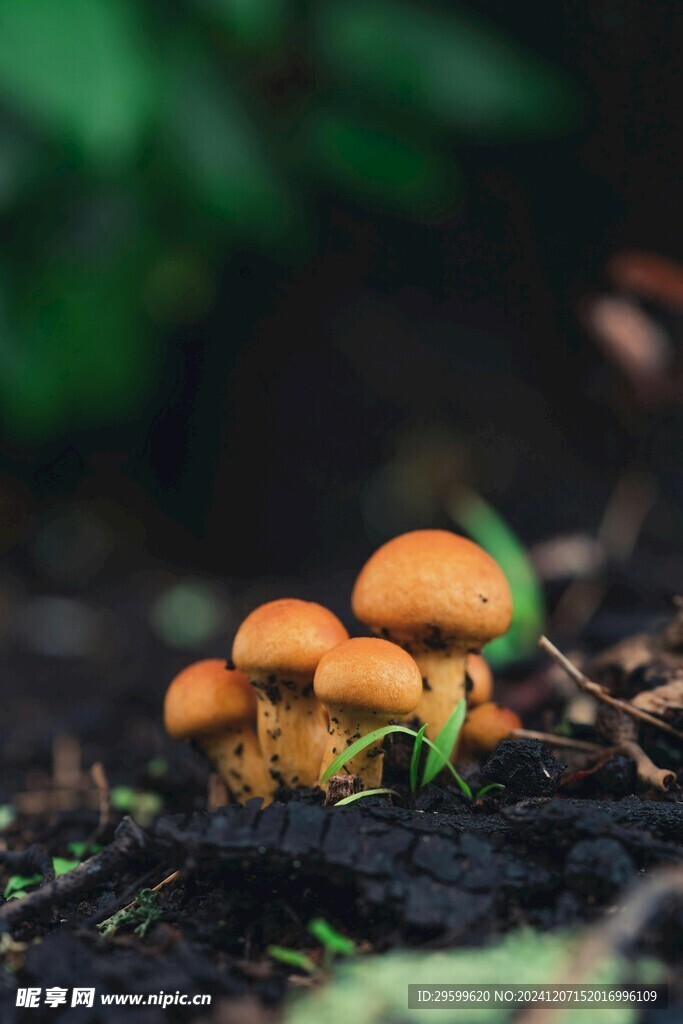 蘑菇 