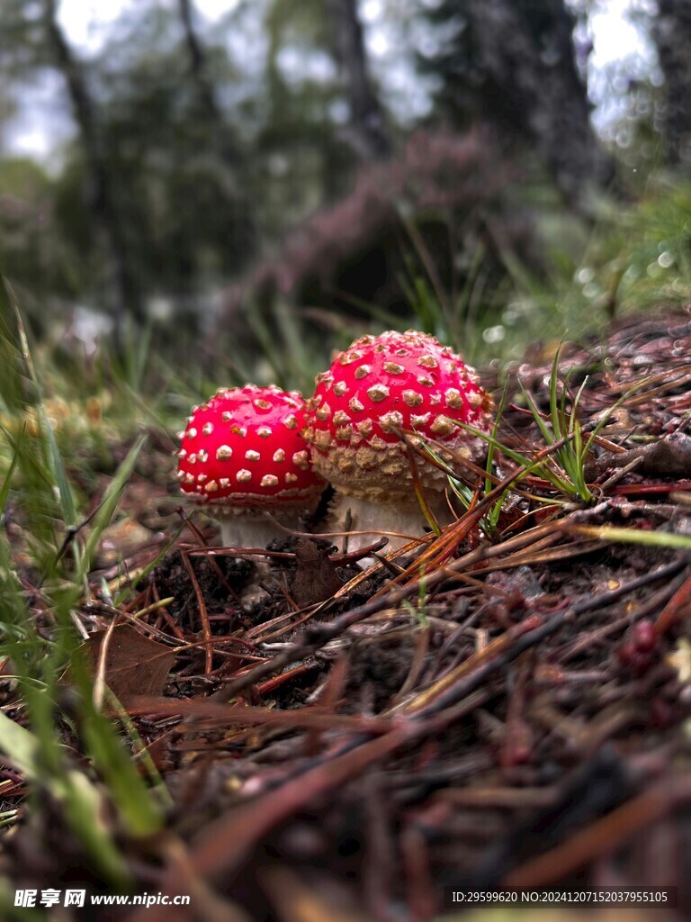 蘑菇  