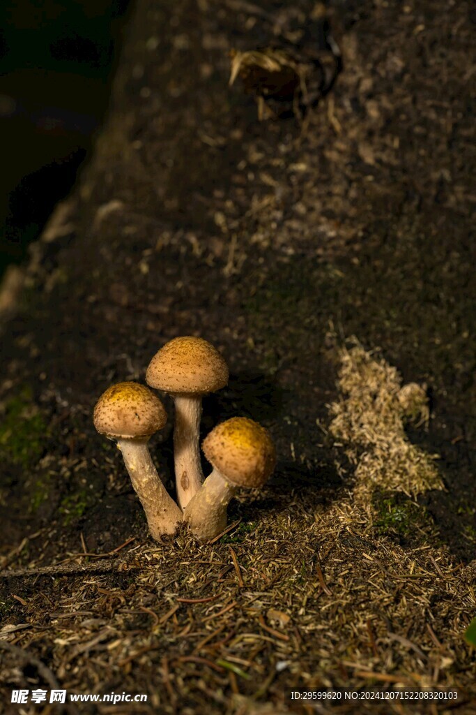 蘑菇 