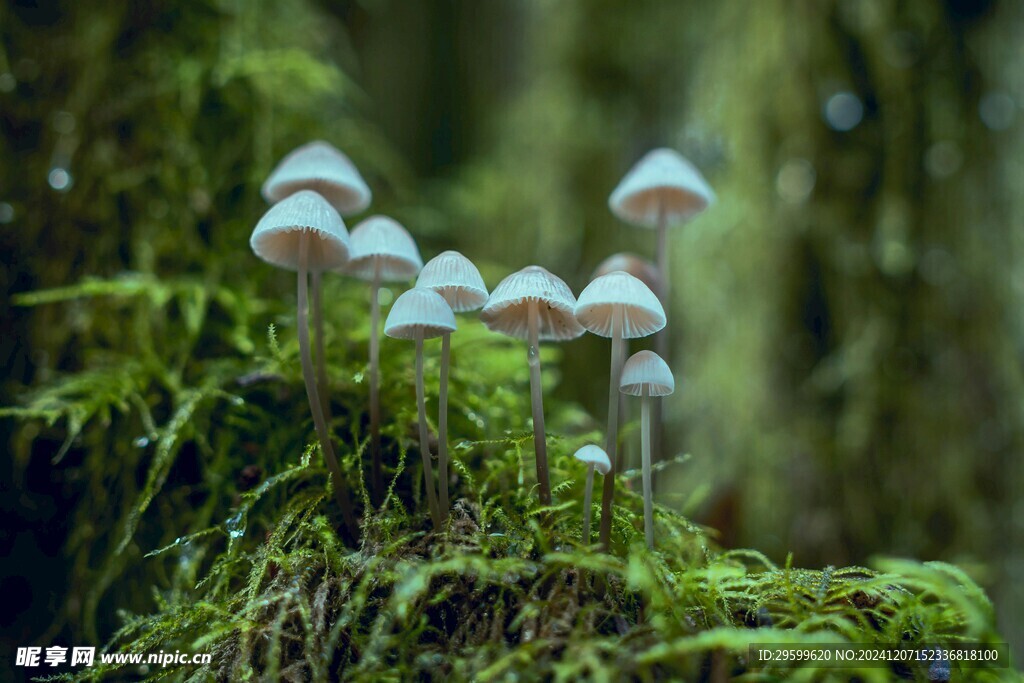 蘑菇  
