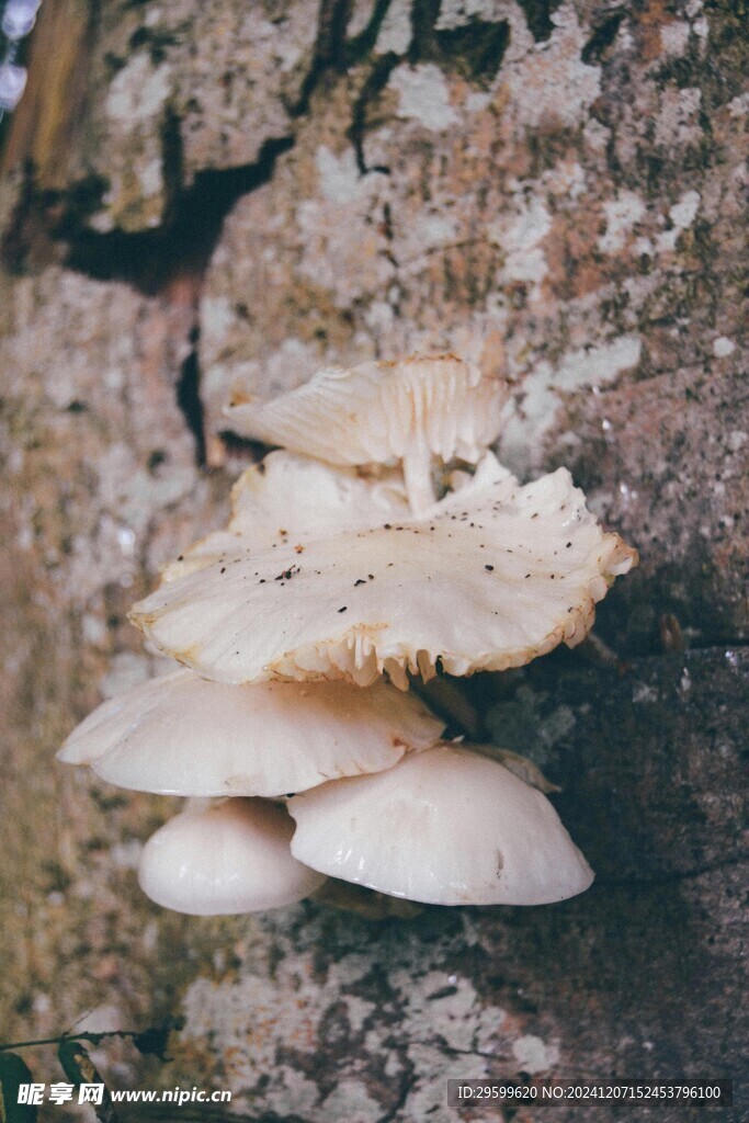 蘑菇  
