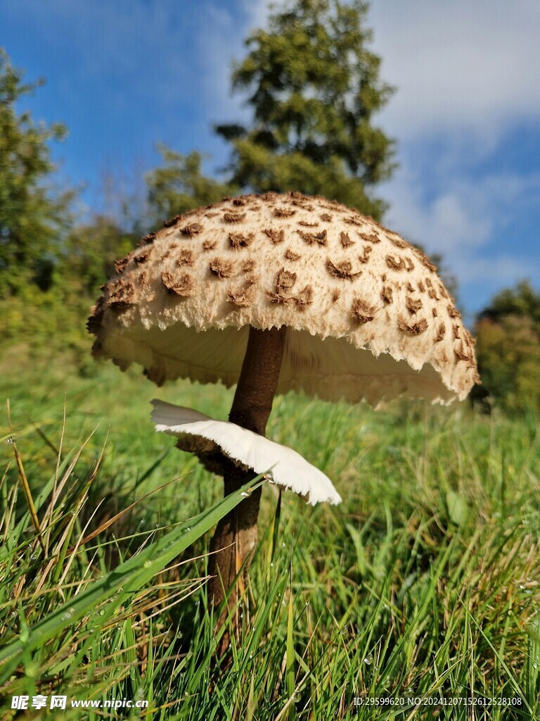 蘑菇  