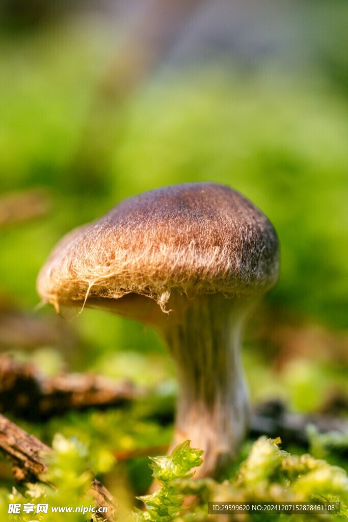 蘑菇  