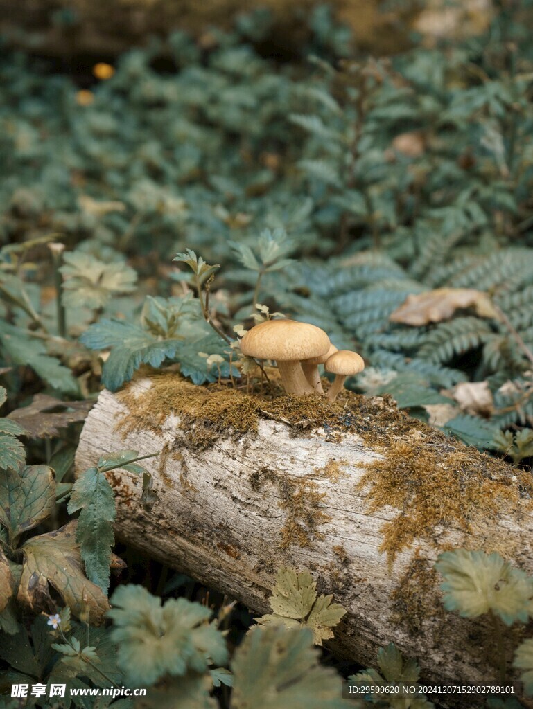 蘑菇 