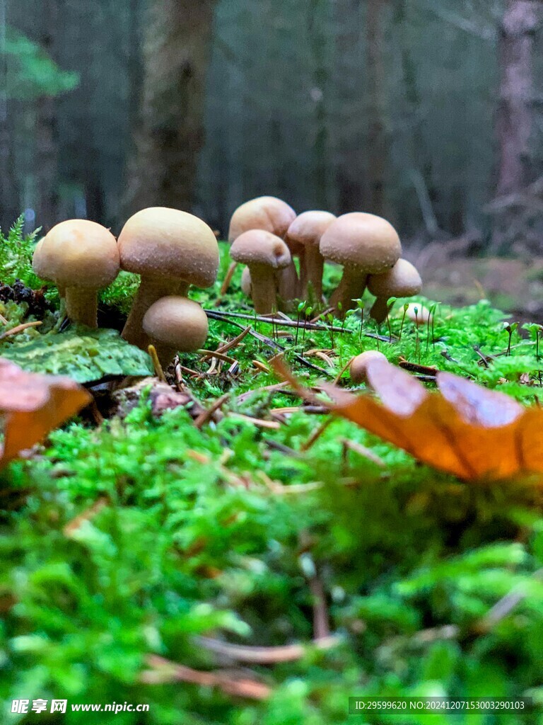 蘑菇  
