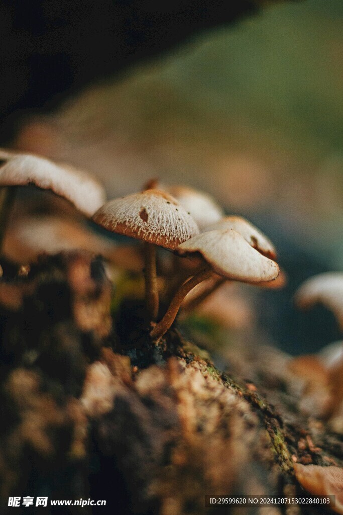 蘑菇  