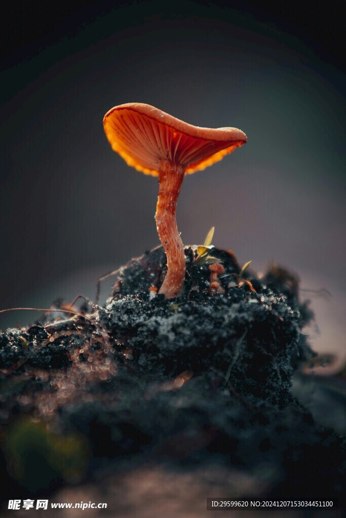 蘑菇 