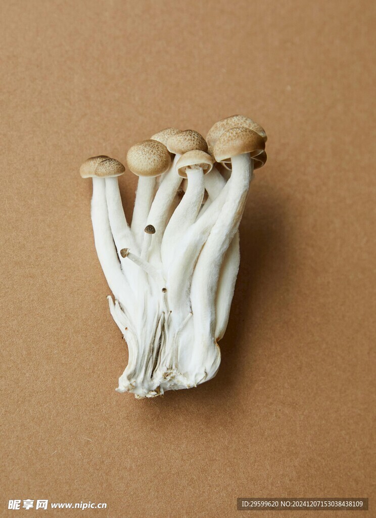 蘑菇  
